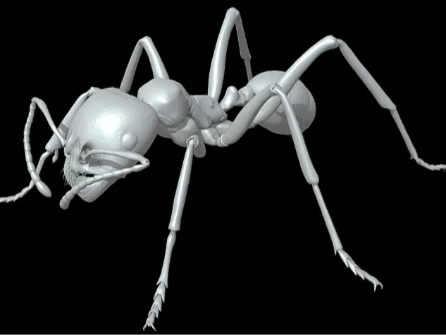 Messor Barbarus