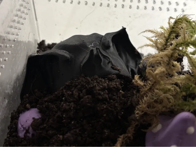 Bat-Shaped Tarantula Hide