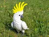 Cockatoo - A1 Mini