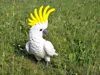 Cockatoo - A1