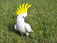 Cockatoo - A1