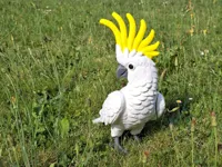 Cockatoo looking right – P1S