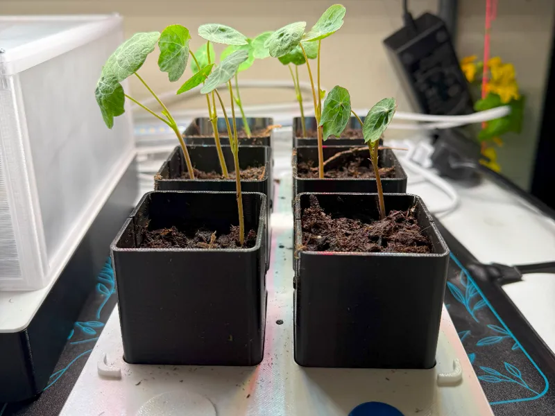 Wicking Seedling tray with 6x 50mm planter cups