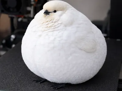 FAT Bird