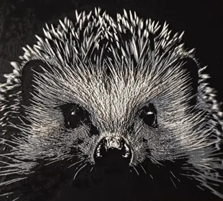 Igel - Hedgehog HueForge