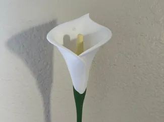 Calla Lily Flower - 2 Stem options - No AMS Needed