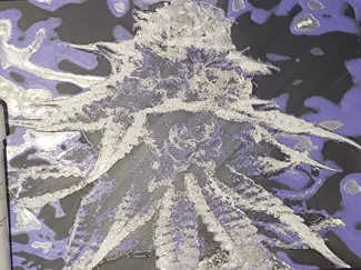 Cannabis Bud art