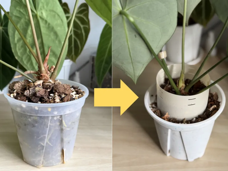 Aroid Rooting Collar（Plant Pot Extender）