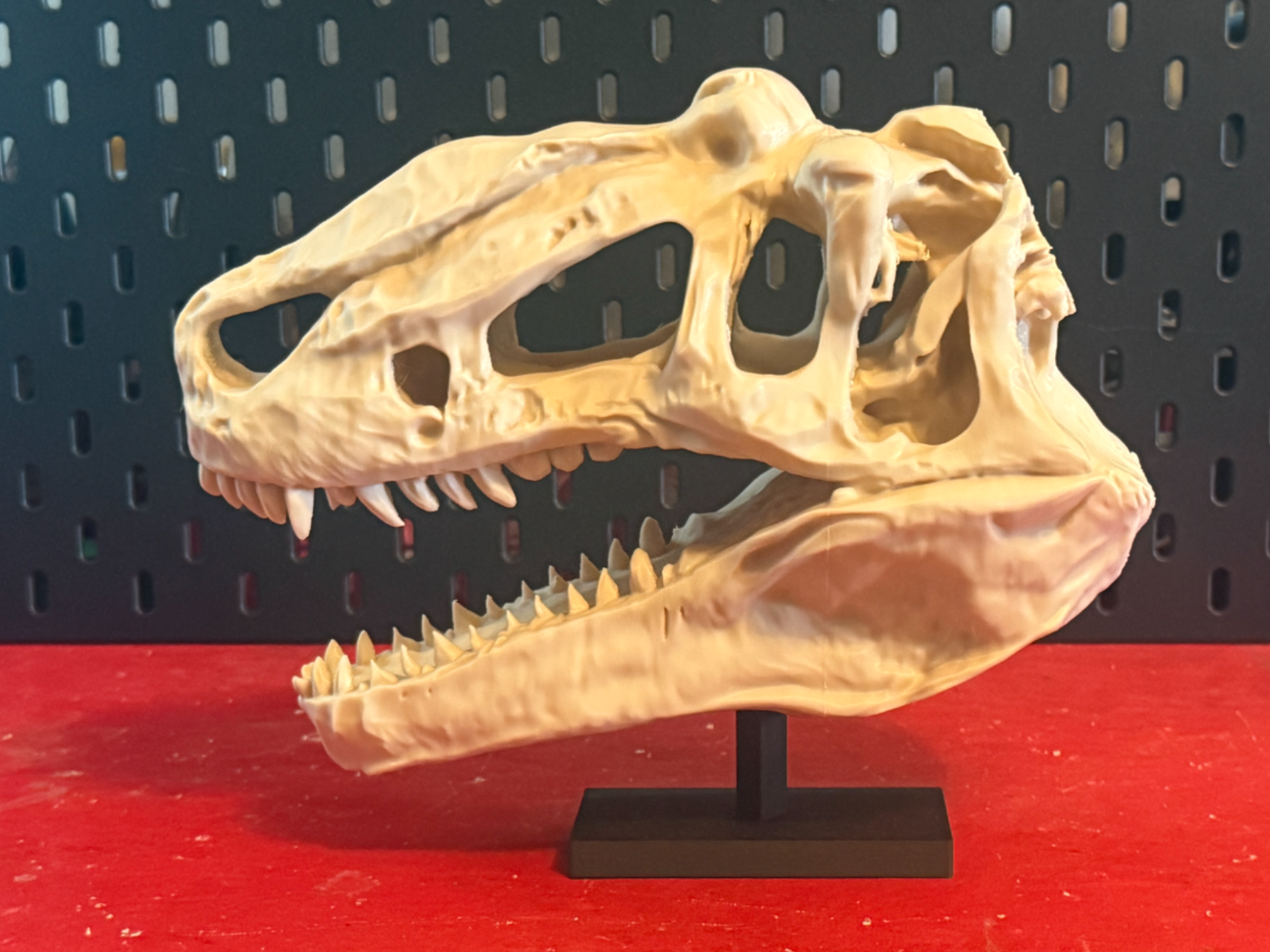 Yutyrannus Skull Replica