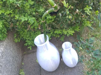 Vase aus Petg