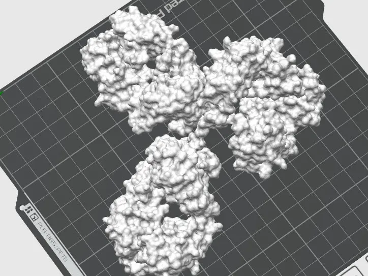 Space Model of Antibody from Crystal Structure