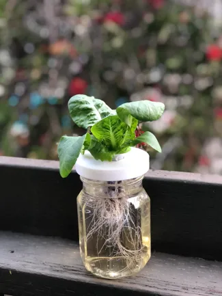 Mini, single pod Aerogarden