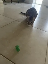 Ressorts jouets pour chat — photo 3