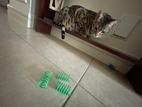 Ressorts jouets pour chat