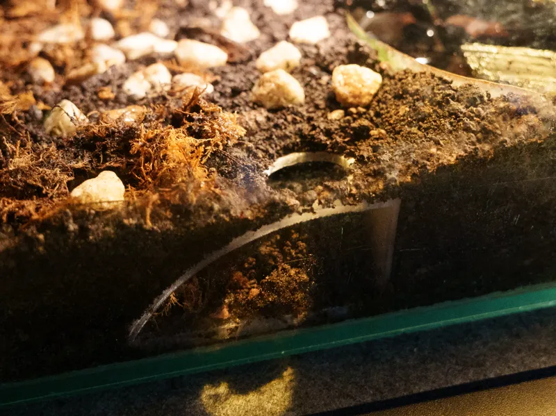 Underground shelter for a frog/spider