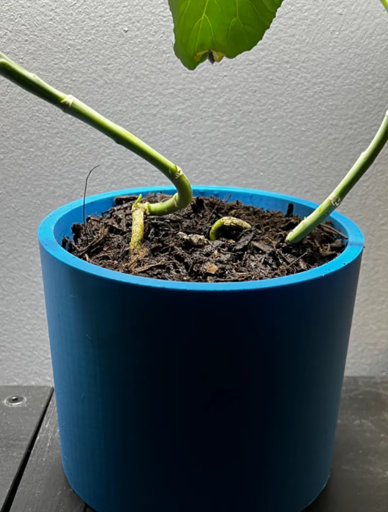 Basic Flower Pot Or indoor Vegetable planting pot 