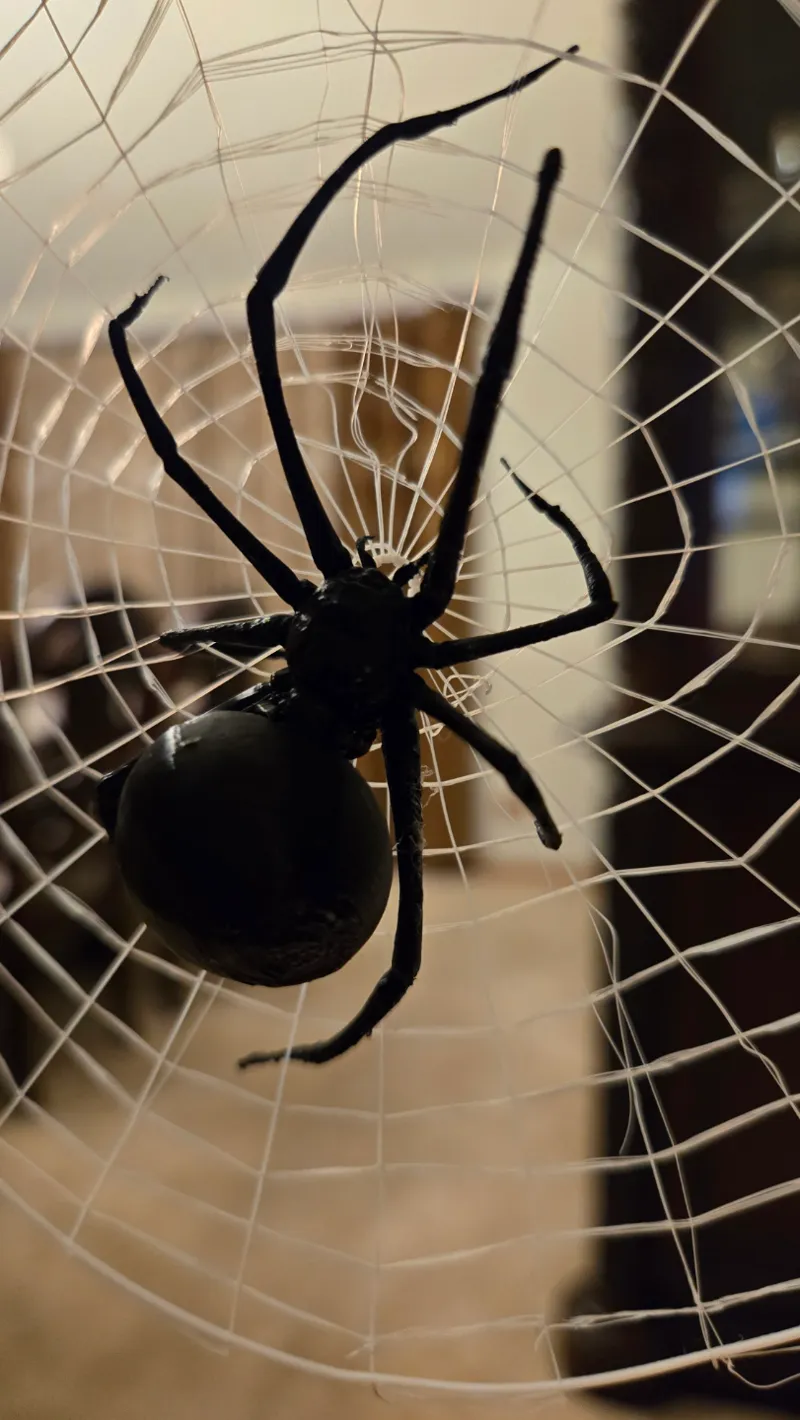Realistic Spider and Web Prank
