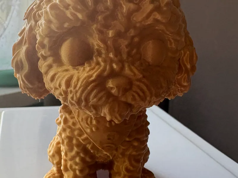 cockapoo/ Spoodle