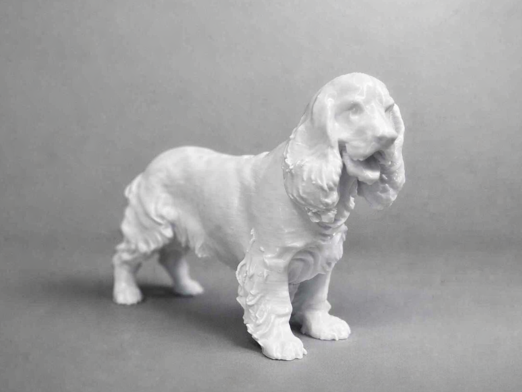 English Cocker Spaniel - Animal - Dog