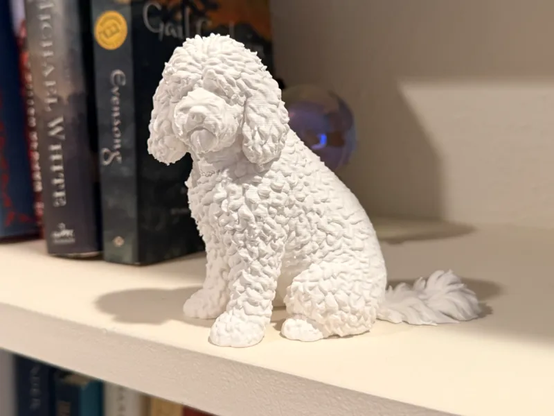 Poodle - Fluffy Dog