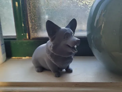 Adorable Corgi