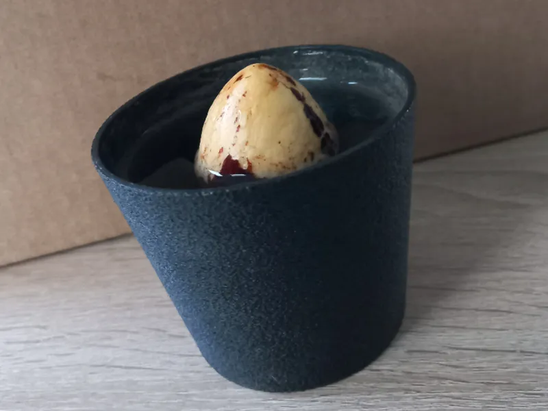 Avocado Aufzucht