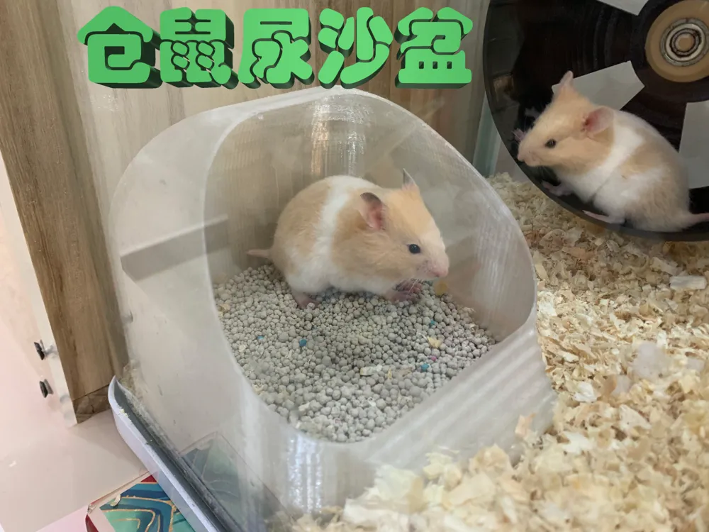 Curated visual reference: Gallery Detail: Hamster Urine And Bath Sand House By Ms
