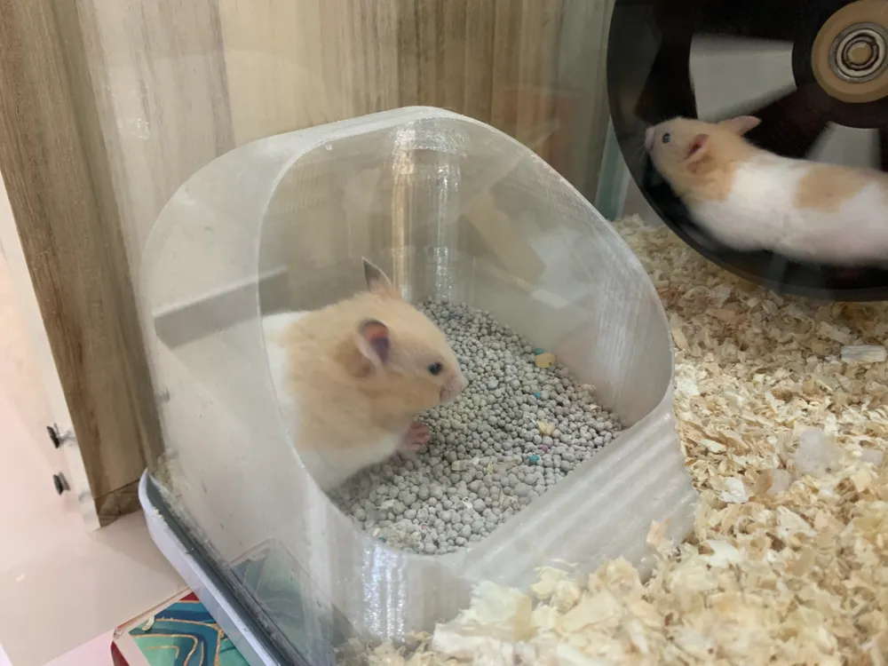 Curated visual reference: Hamster Straining During Urination Reference: Hamster Urine And Bath Sand House By Ms Makerworld Download