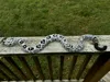 Multi colored (Eastern Diamondback)