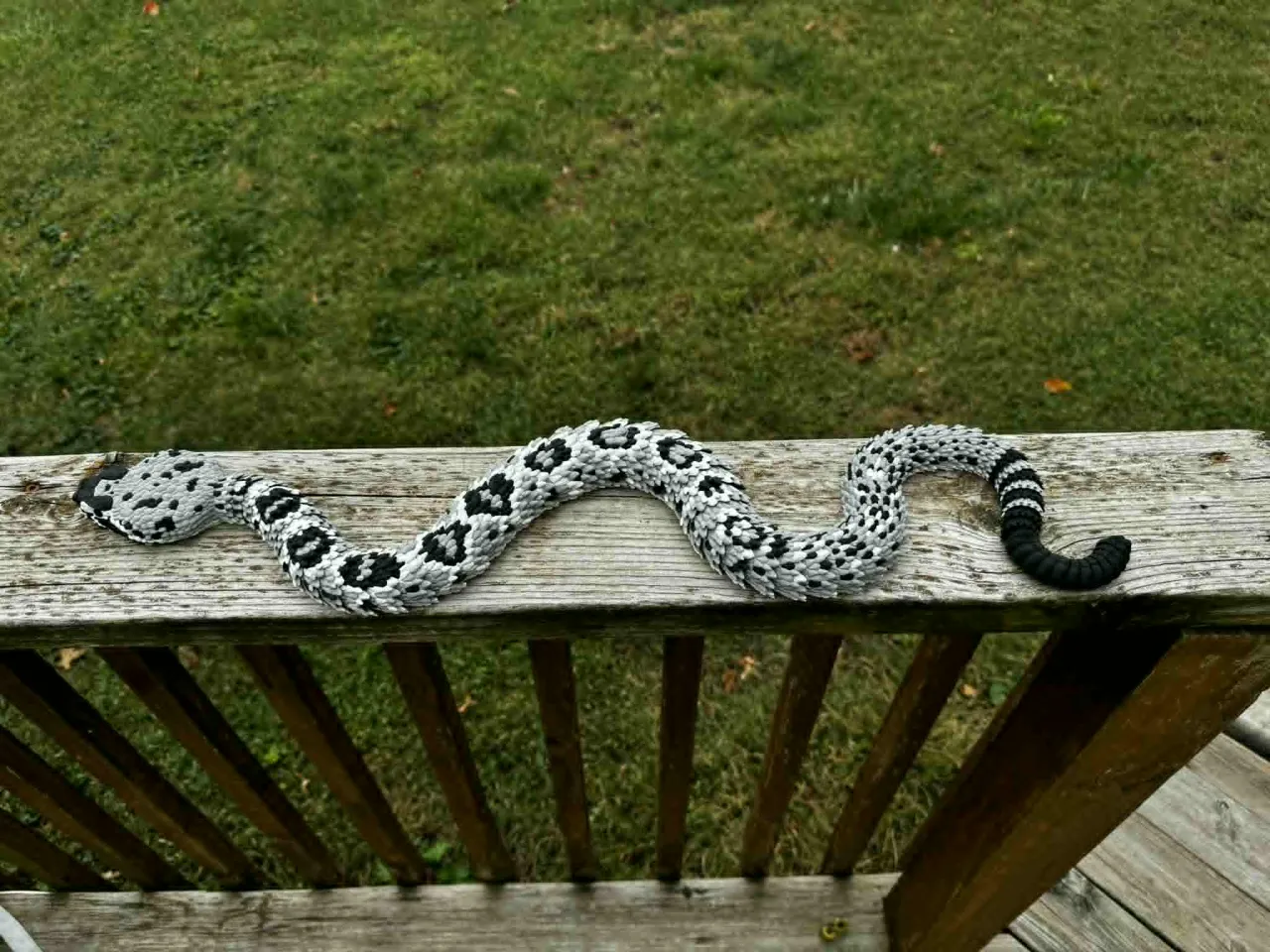 Articulated rattlesnake 2.0 (Eastern Diamondback) view 4
