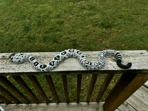 Articulated rattlesnake 2.0 (Eastern Diamondback) view 4