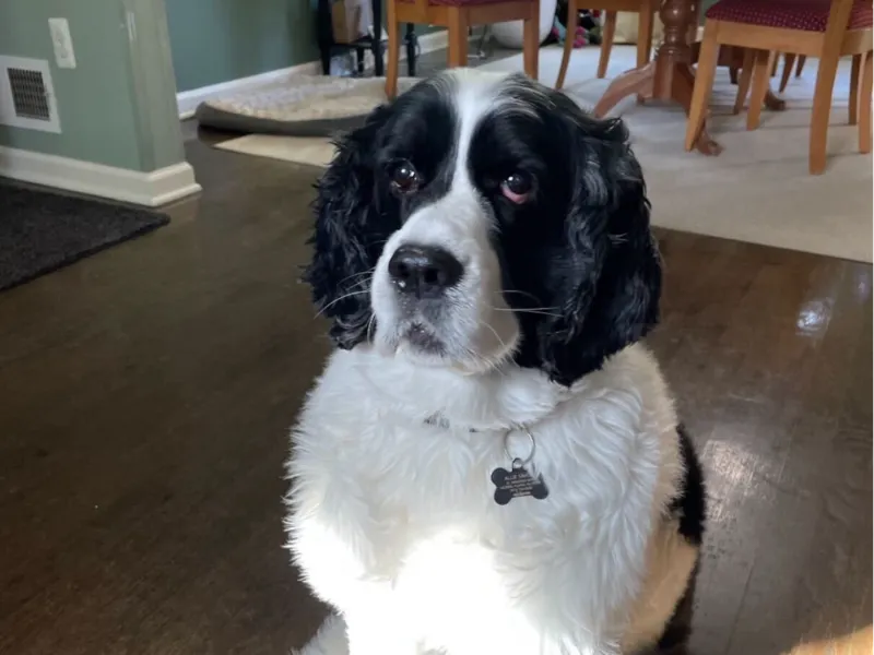 dog