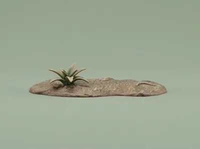 ground with plant