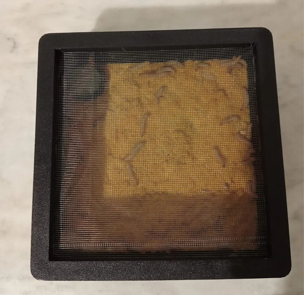 Mini Terrarium for Feeder Insects by Migoor - MakerWorld