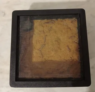 Mini Terrarium for Feeder Insects