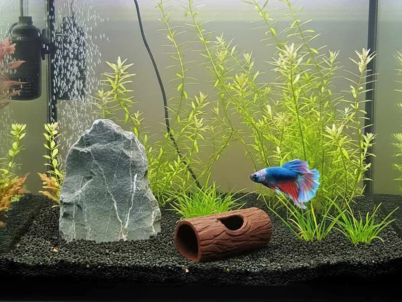 Aquarium decor