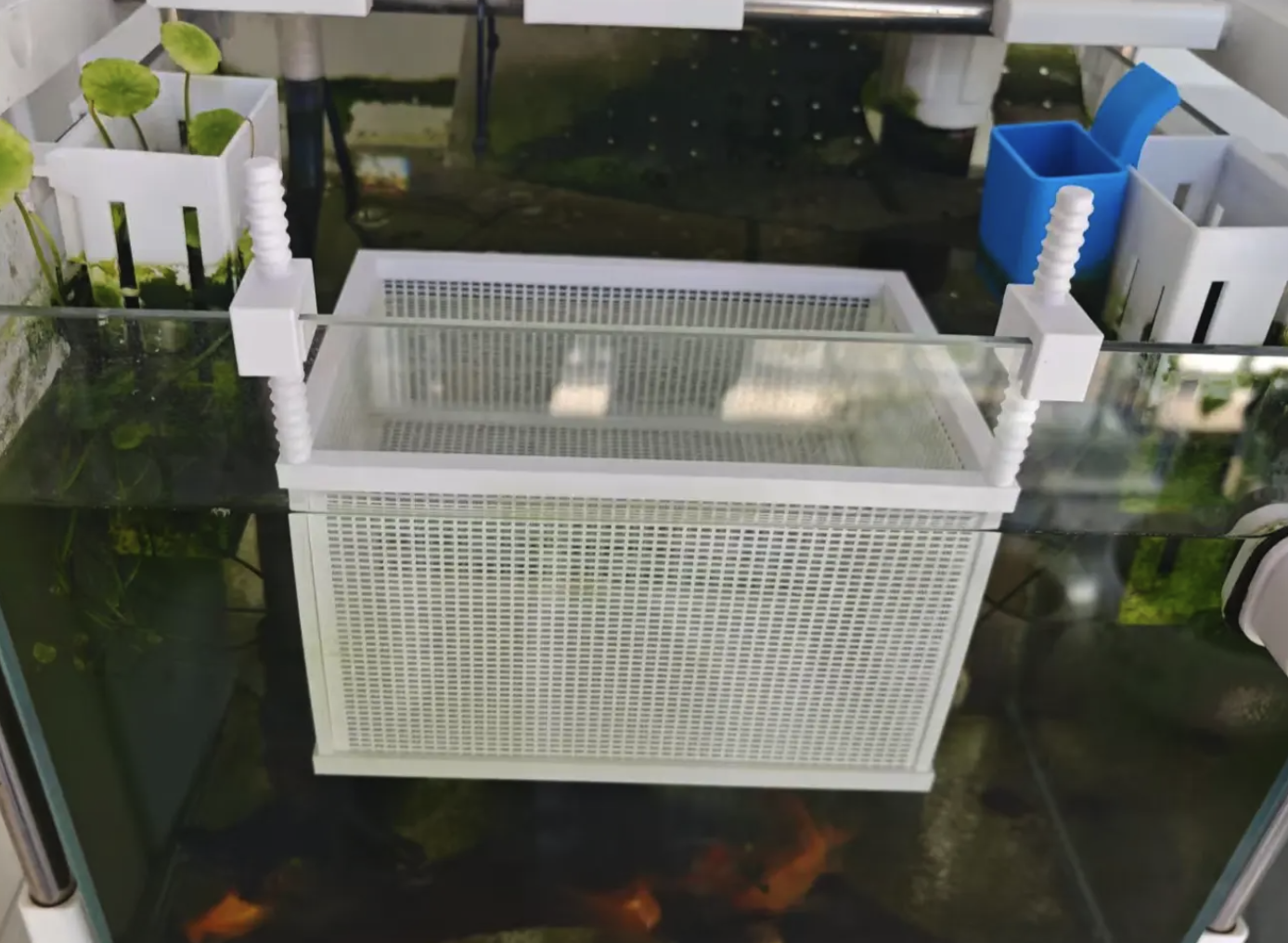Miniatura 8 do modelo 3D 鱼缸隔离盒 孵化盒 繁殖盒  可调高度 适配各种厚度鱼缸