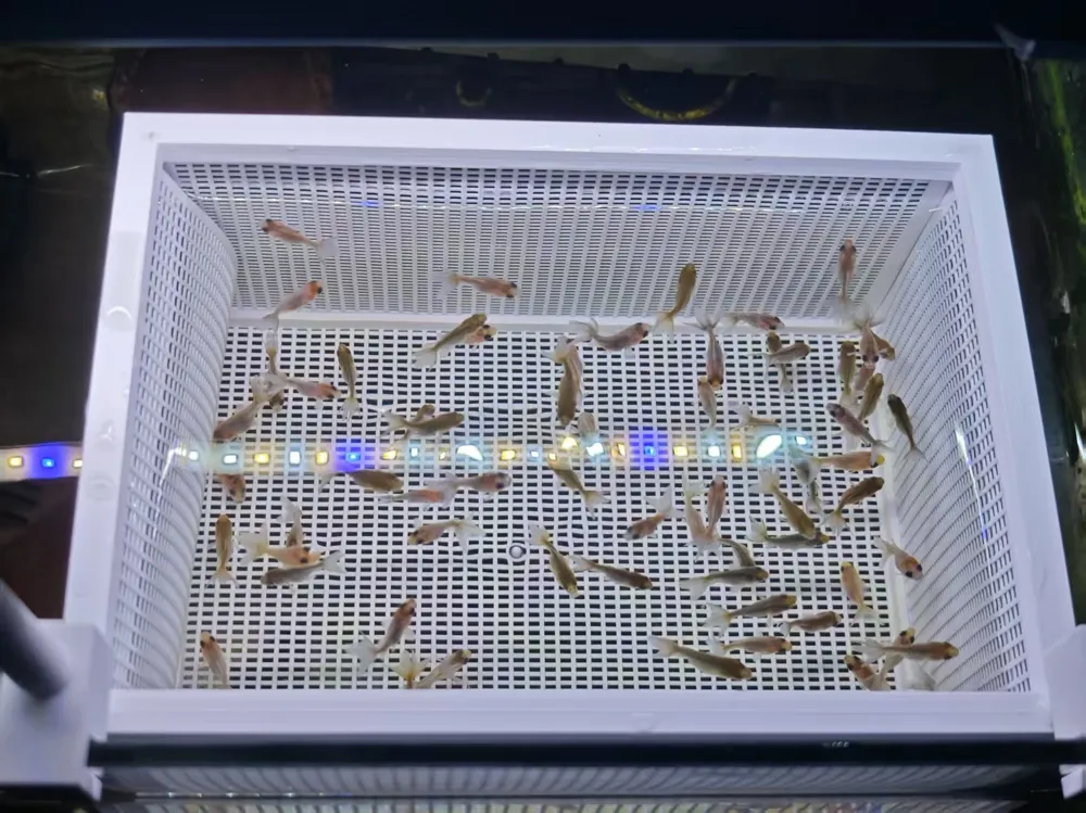 Fish Tank Isolation Box, Hatching Box, Breeding Box with Adjustable ...