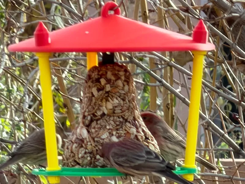 Hanging Seed Bell Feeder For Birds