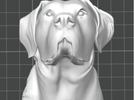 Portrait of my sister's dog