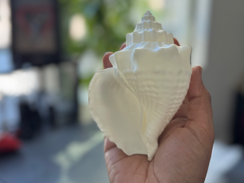 Detailed Conch Shell - Large Seashell Decor Model