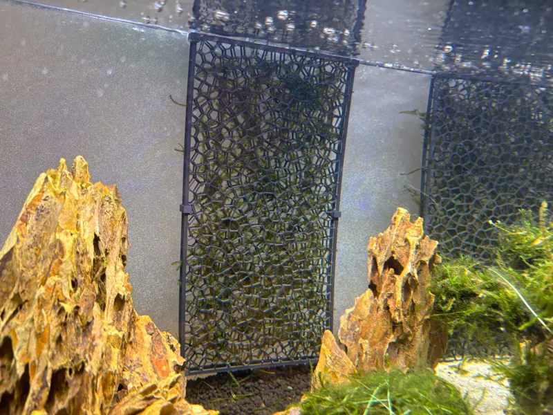 Moss Wall Voronoi