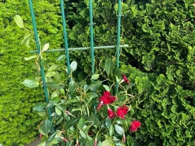 Trellis Clip - Rotatable
