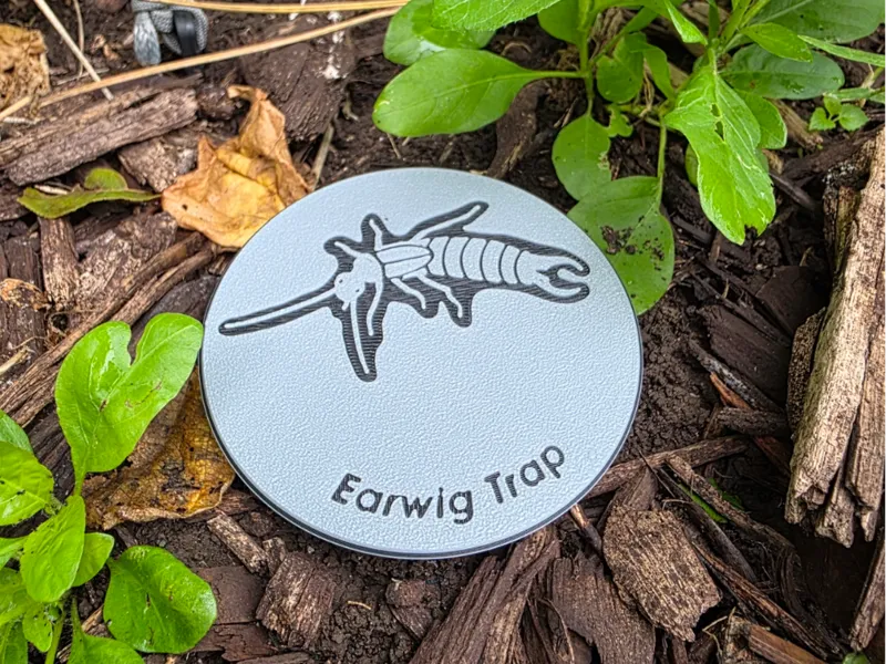 Earwig Trap