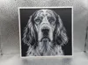 English Setter_170x161_A1 Mini