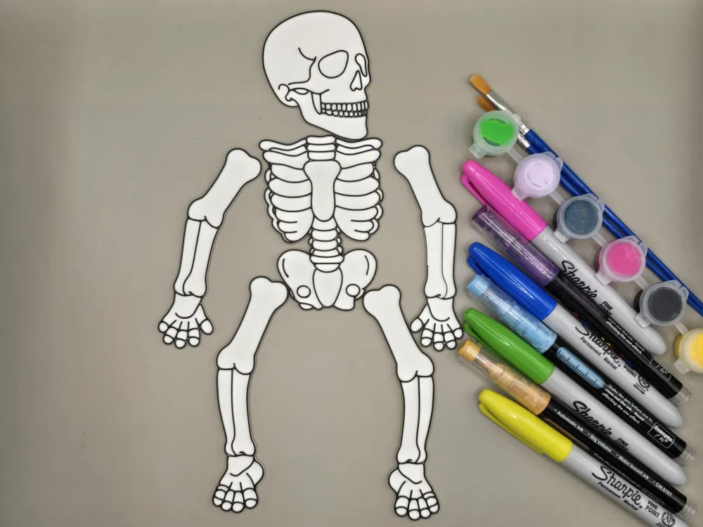 Skeleton Coloring Craft Anatomy Body - Free 3D Print Model - MakerWorld