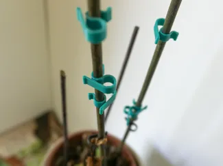 Plant Clips