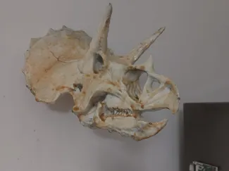 Triceratops skull wall version
