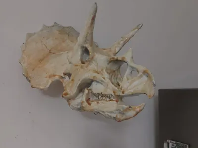 Triceratops skull wall version