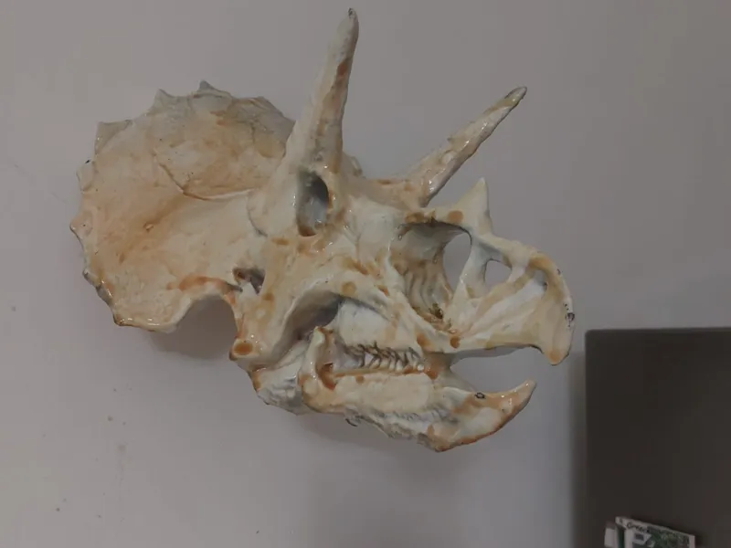 Triceratops skull wall version